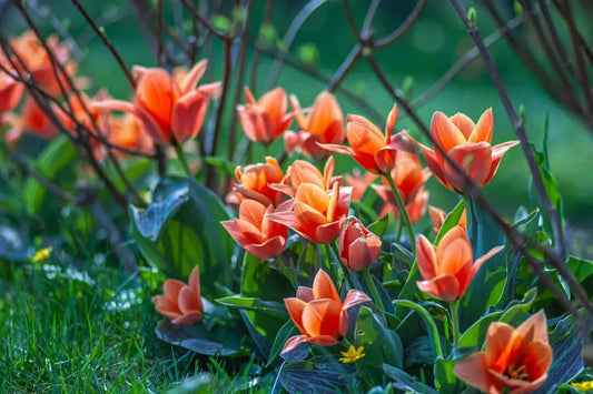 Planting for a Staggered Bloom