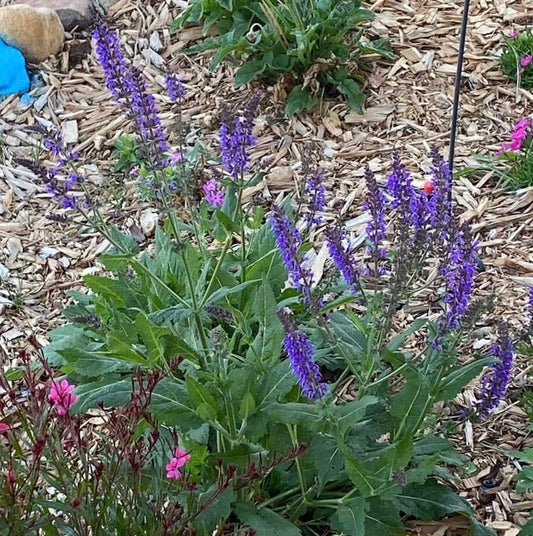 Hardscape & Health: Prepping Your Soil Before the First Thaw