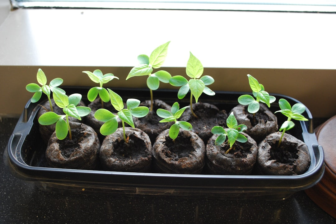 The January Blueprint: 5 Indoor Seeds to Start This Week